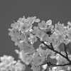 sakura 2024 ver.10