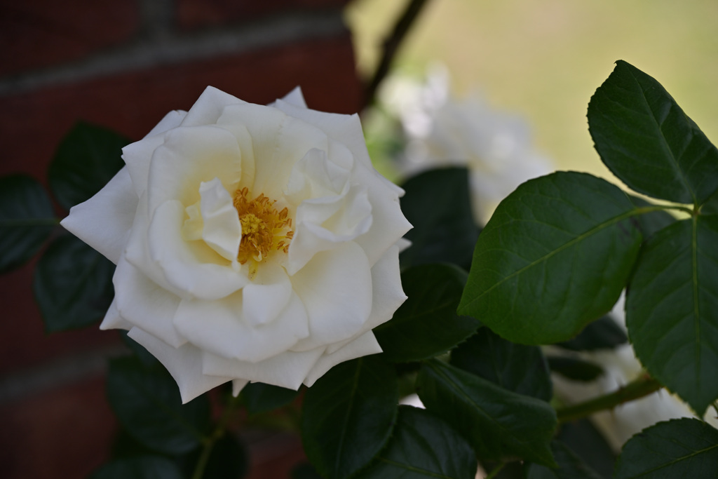 rose 2024 ver.4