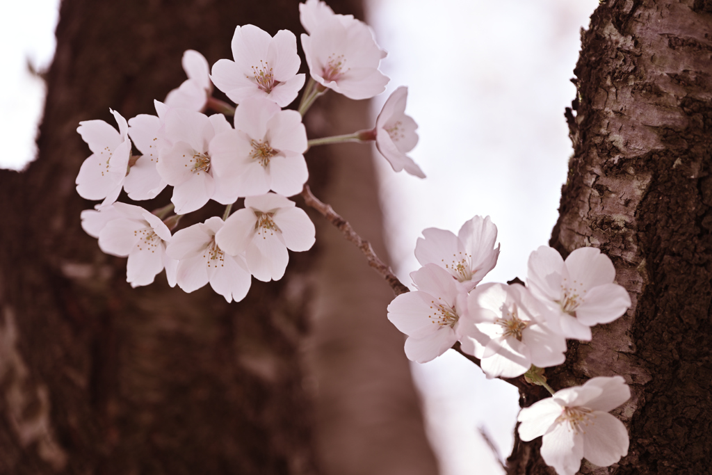 sakura 2024 ver.11