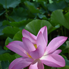 高田城址公園の蓮 ver.9