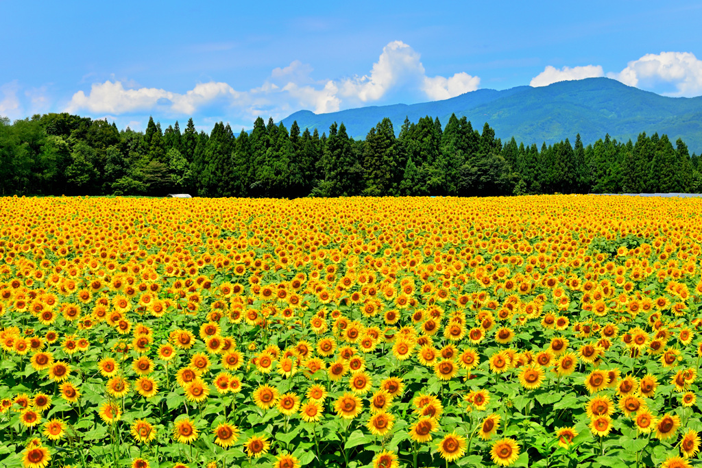 sunflower