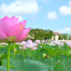 高田城址公園の蓮 ver.11