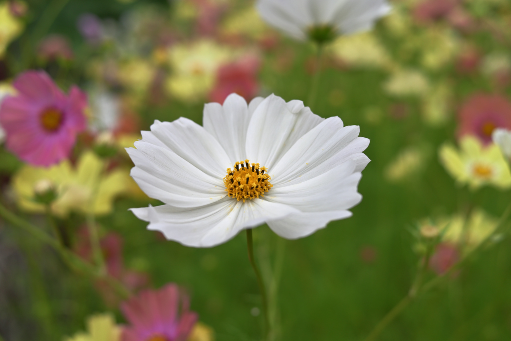 秋桜