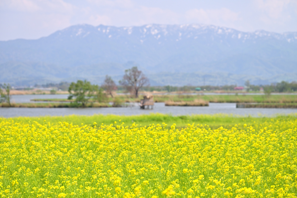 春の福島潟