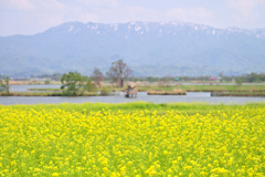 春の福島潟