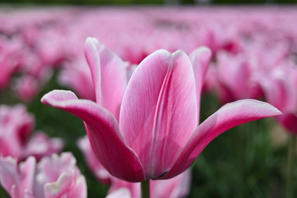 tulip バンザーイ！