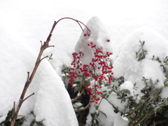 雪に負けるな