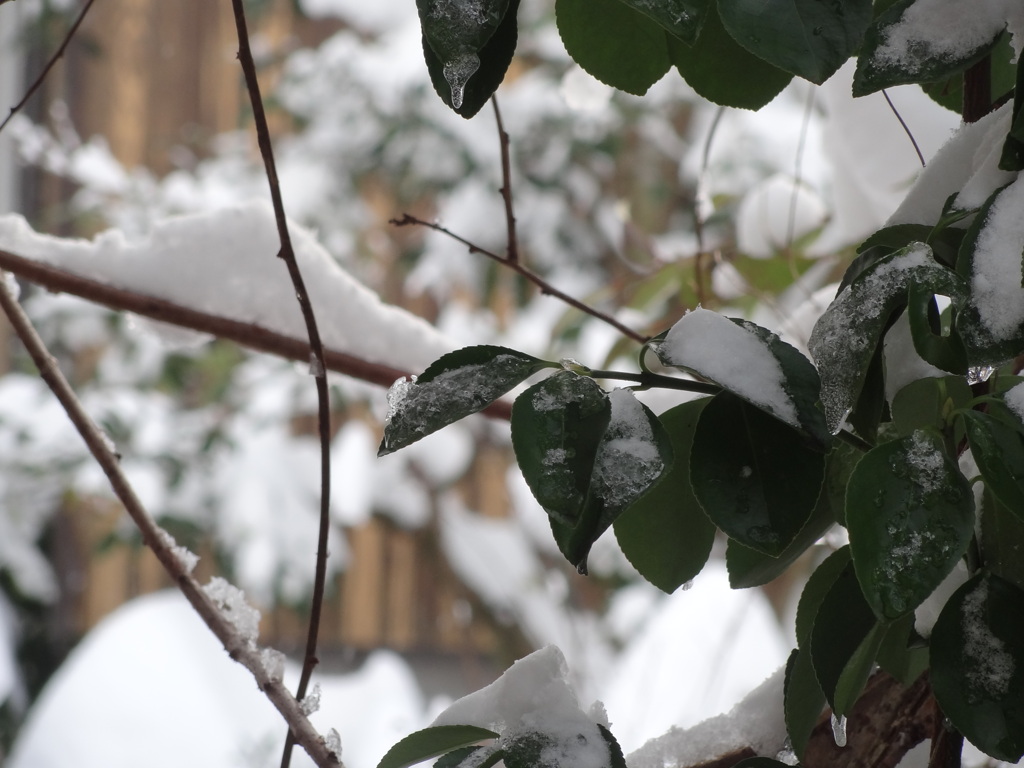 雪にも負けず