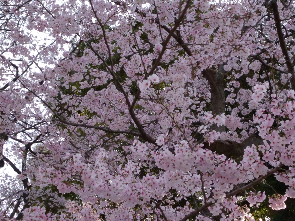 上野公園の桜