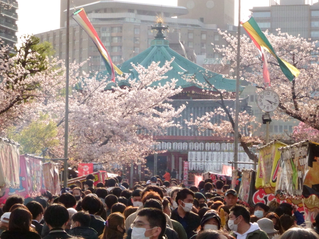 上野公園の桜