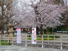 靖国_桜