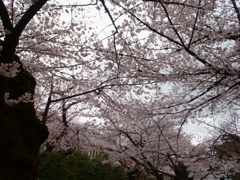 靖国_桜