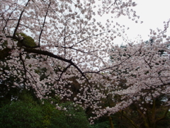 靖国_桜