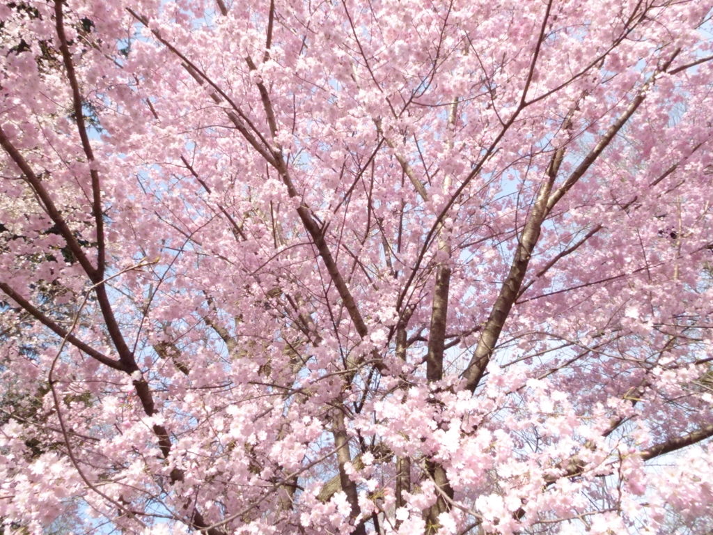 上野公園の桜