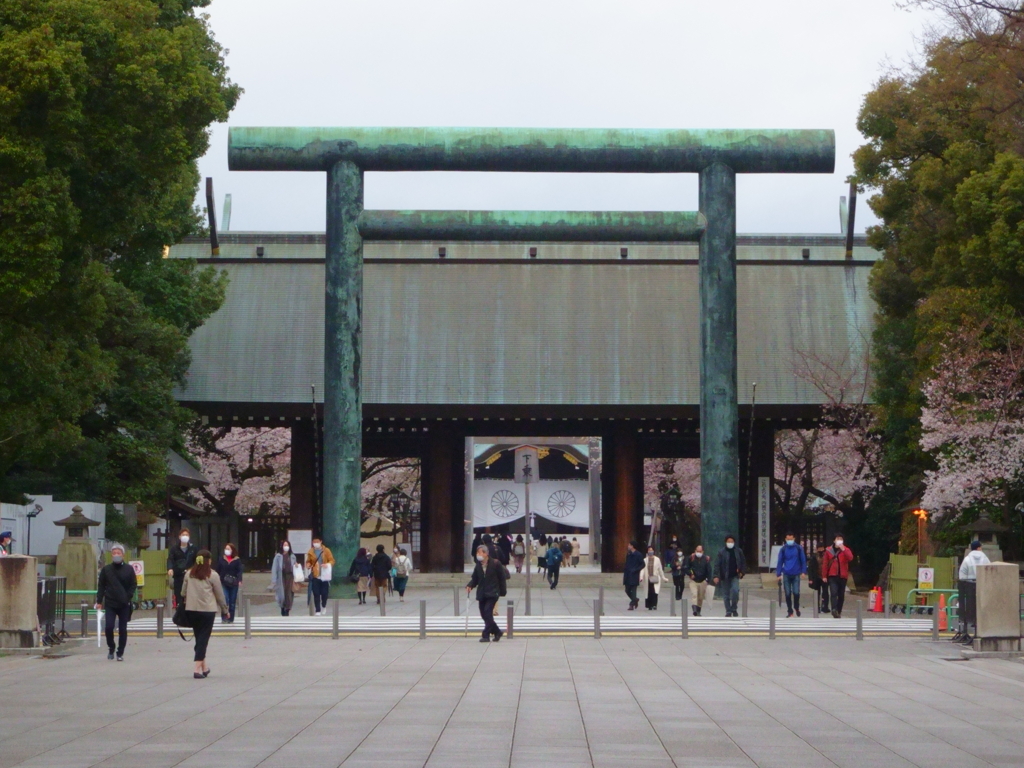 靖国_桜