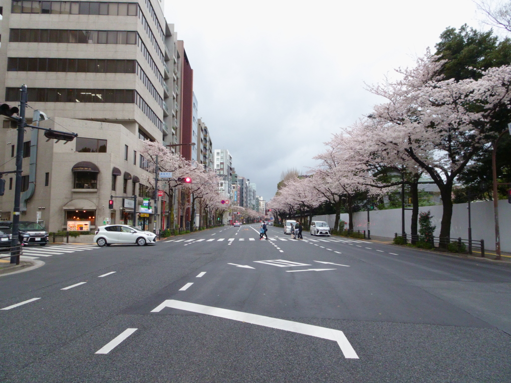靖国_桜