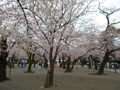 靖国_桜