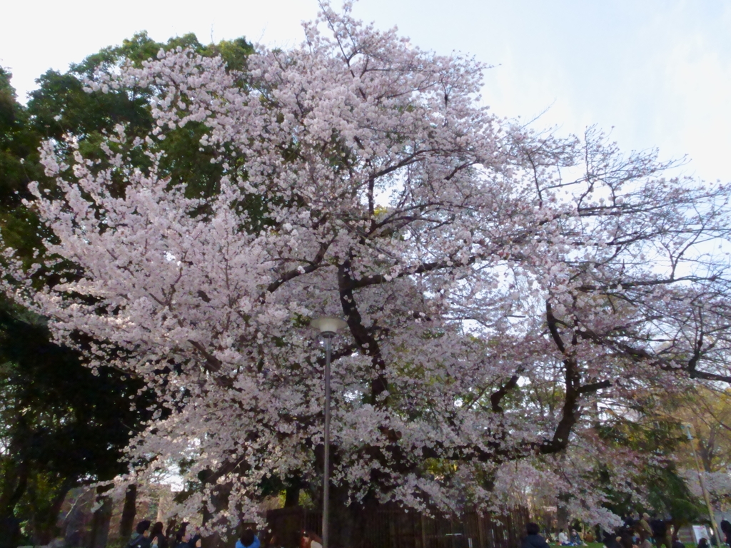 上野公園の桜