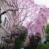 靖国_桜