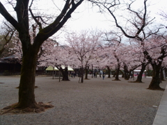 靖国_桜