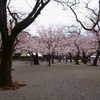 靖国_桜