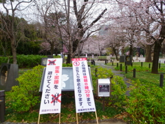 靖国_桜