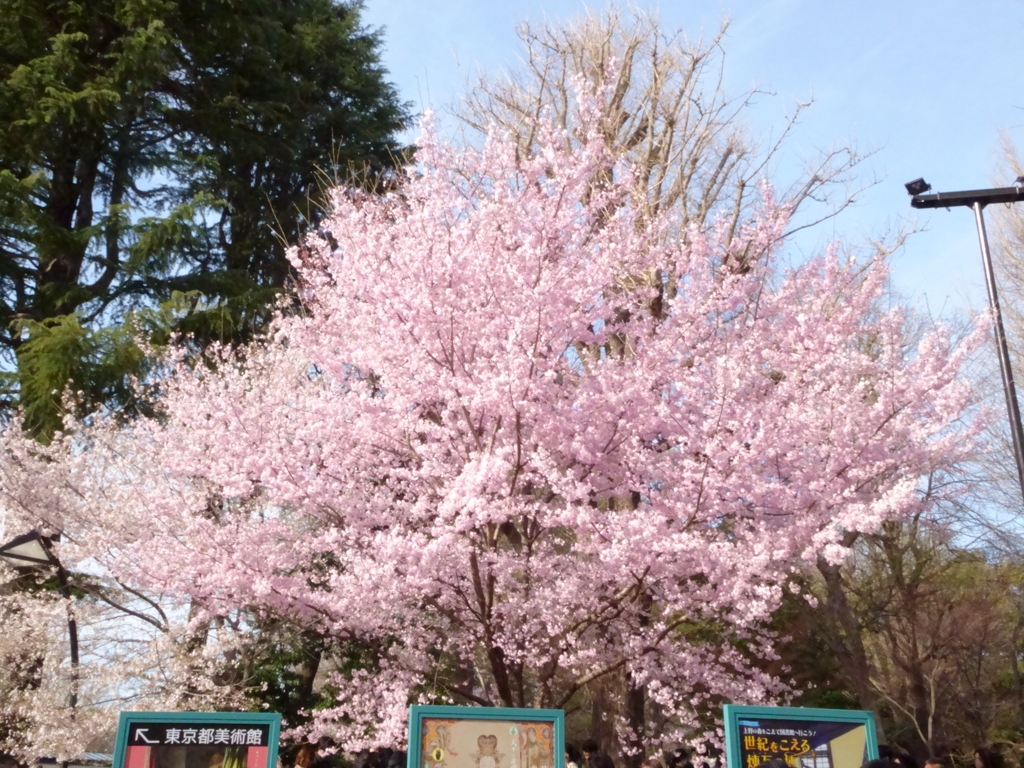 上野公園の桜