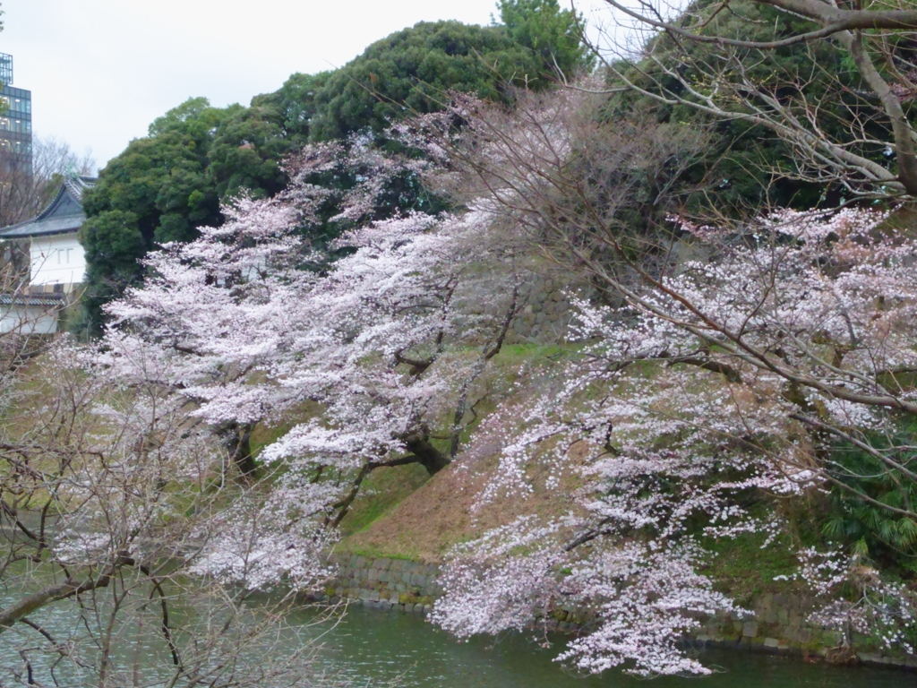 靖国_桜