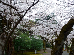 靖国_桜