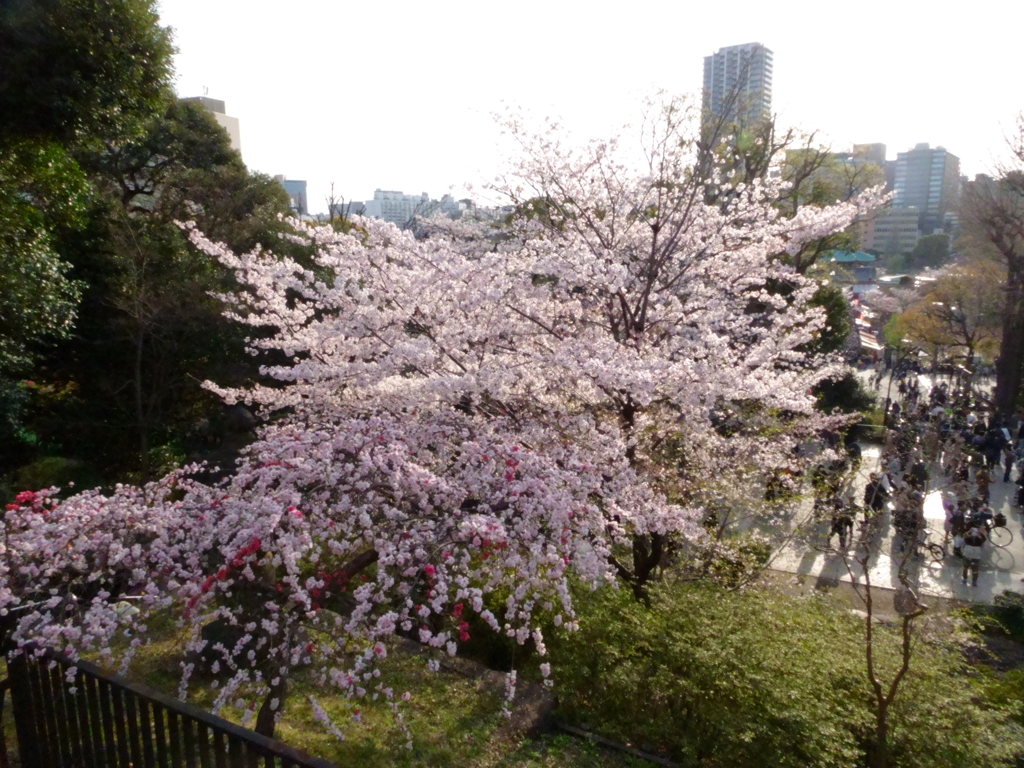 上野公園の桜