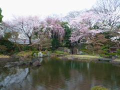 靖国_桜