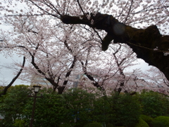 靖国_桜