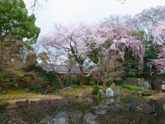 靖国_桜