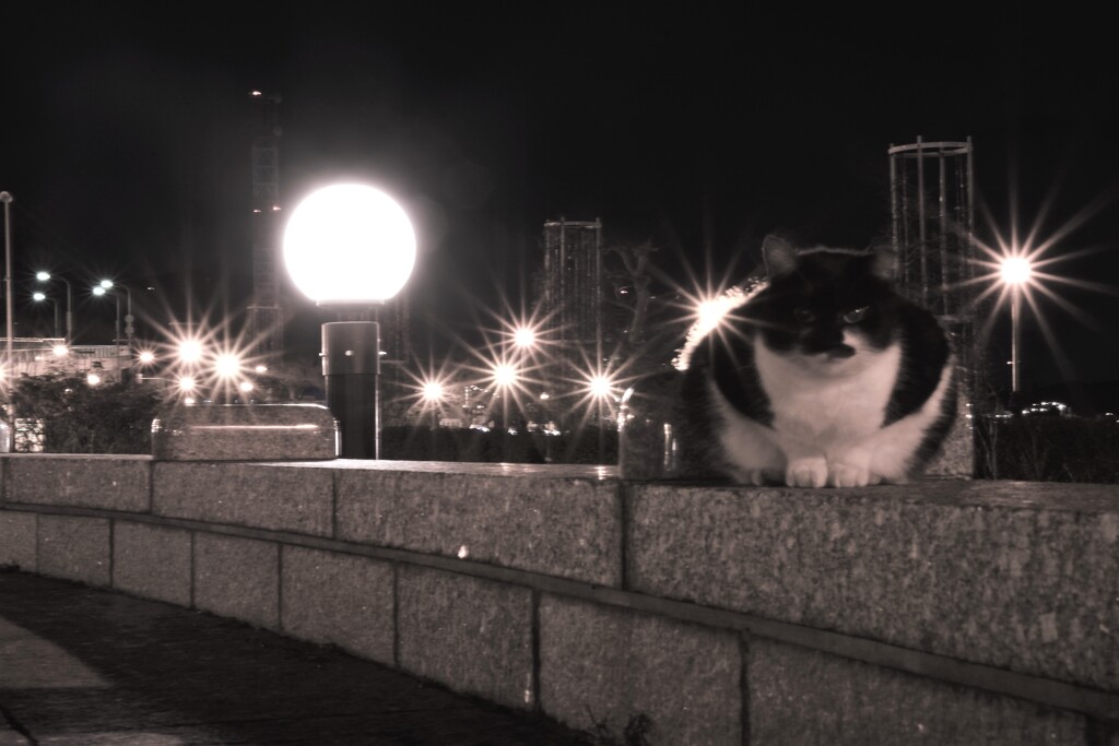 猫夜景