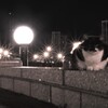 猫夜景