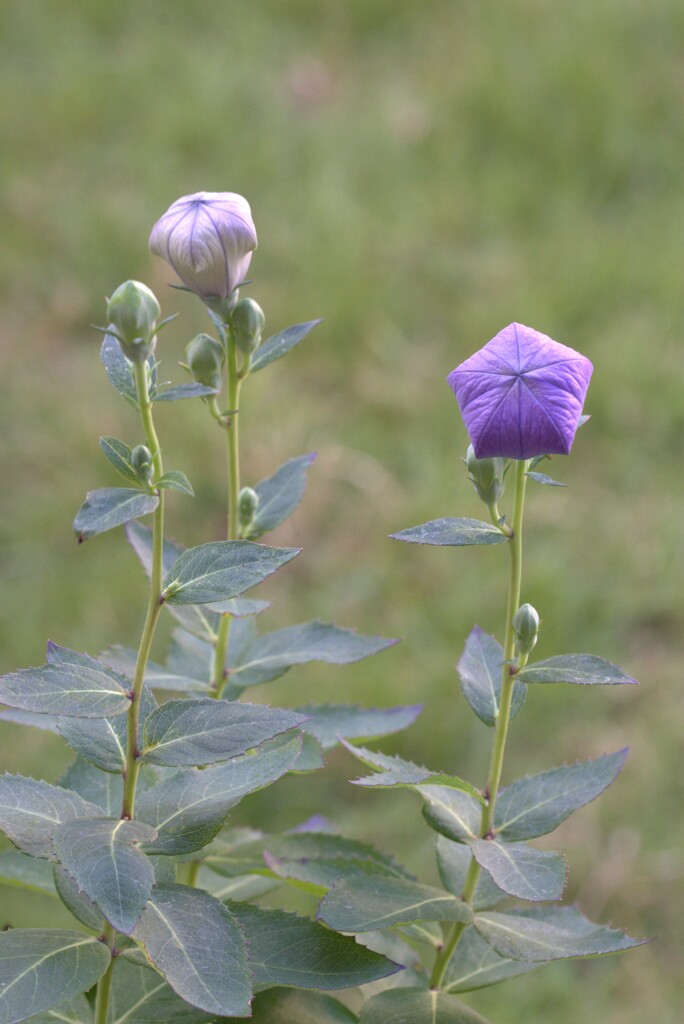 色づく蕾
