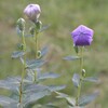 色づく蕾