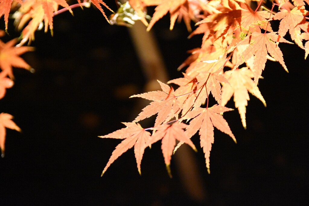 紅葉