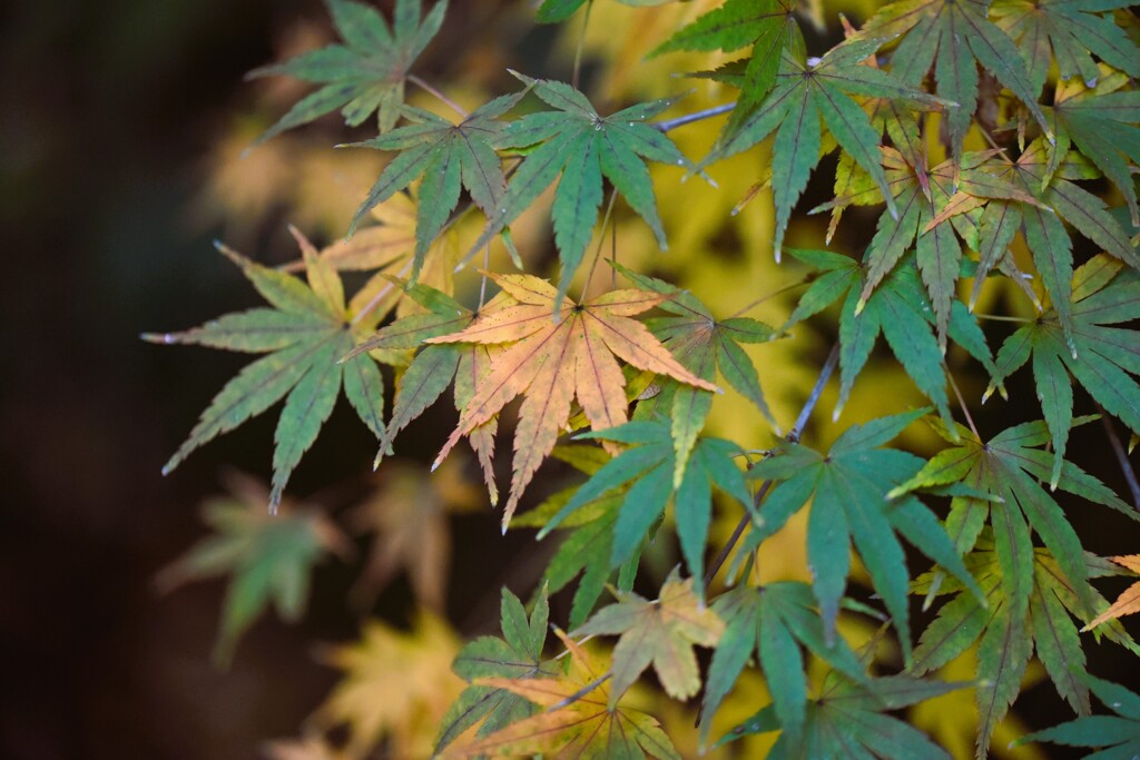 momiji