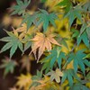 momiji