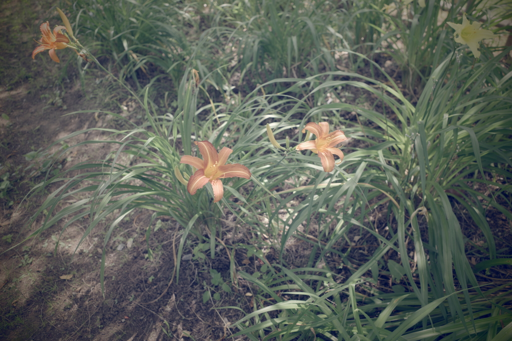 野萱草
