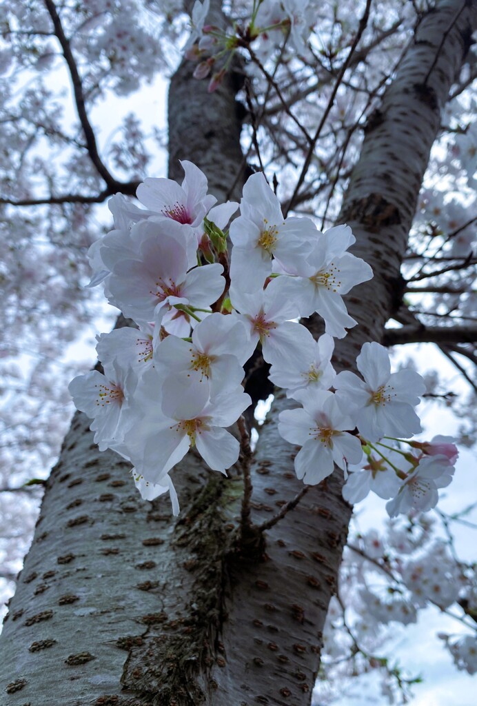 桜