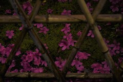 雨に散る
