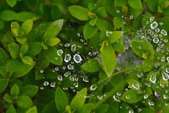 新緑と蜘蛛の巣の水滴