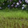 あじさいと水田