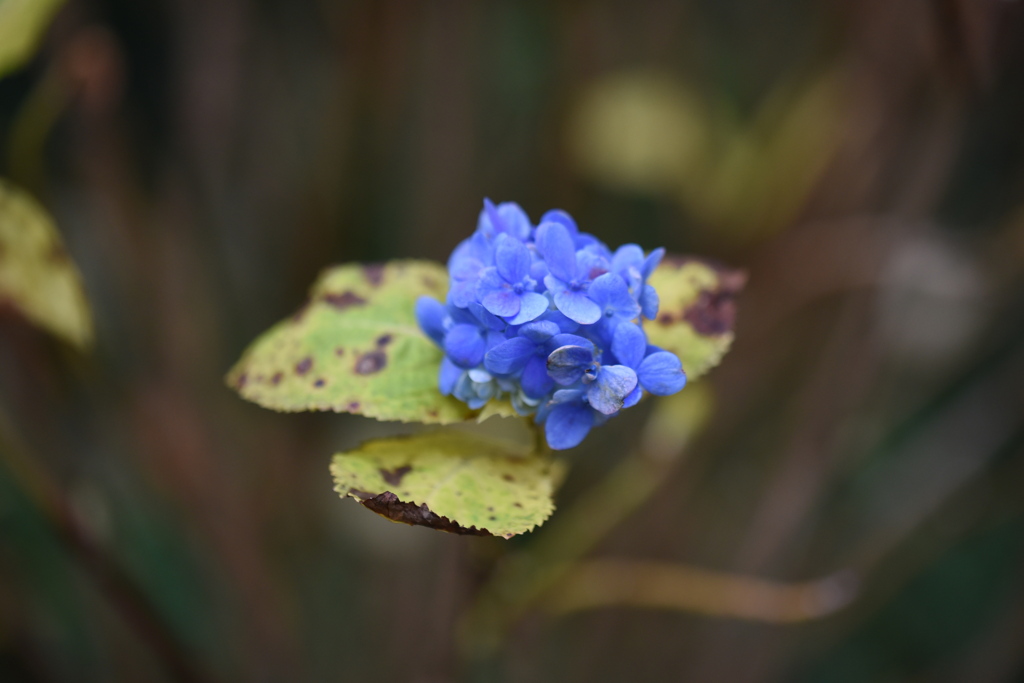 十二月の紫陽花