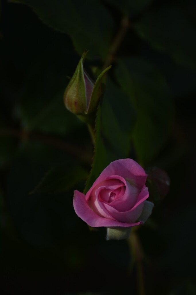 遠い夜を見つめる薔薇
