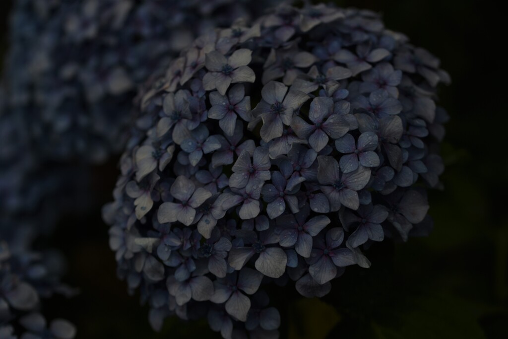 紫陽花