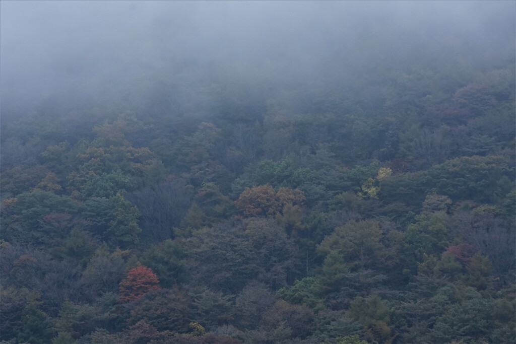 霧に包まれて行く森