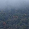 霧に包まれて行く森